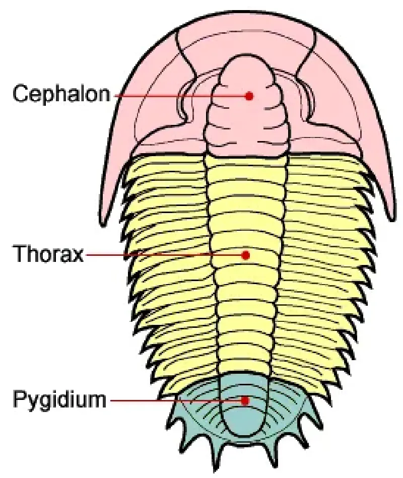 Featured image of post 三葉蟲圖片